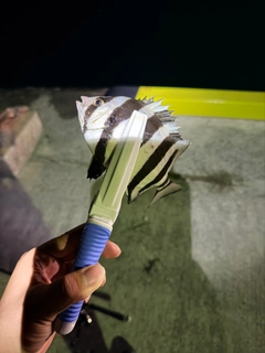 サンバソウの釣果