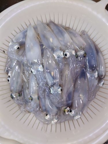 マメイカの釣果