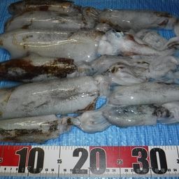 アオリイカ