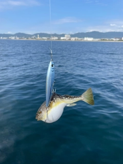 ショウサイフグの釣果