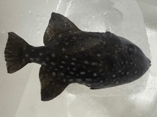 ギマの釣果
