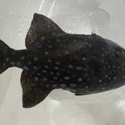 ギマ