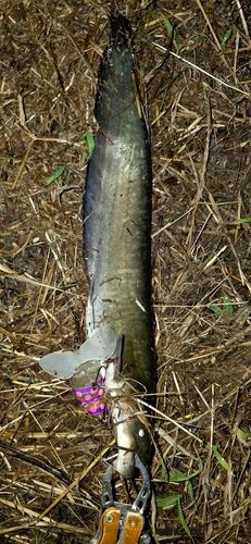 ニホンナマズの釣果