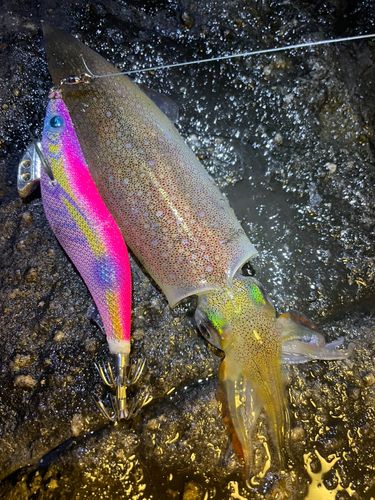 ヤリイカの釣果