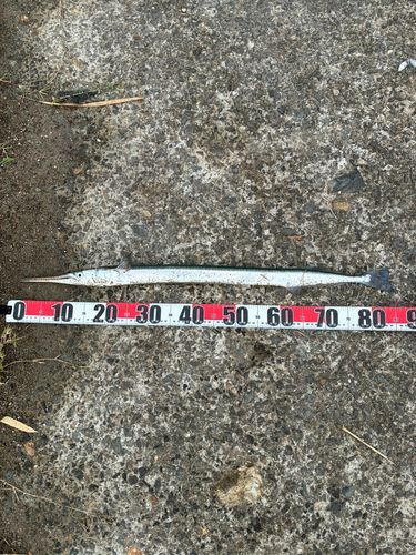 ダツの釣果