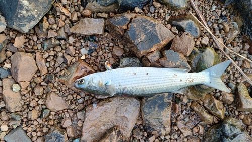 ボラの釣果
