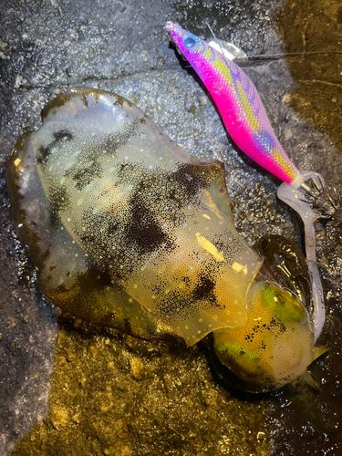 アオリイカの釣果