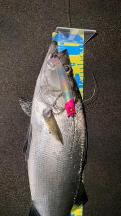 ヒラスズキの釣果