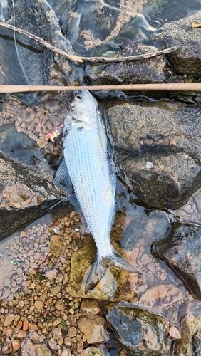 コノシロの釣果