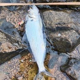 コノシロ