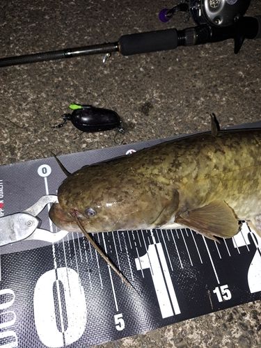 ナマズの釣果