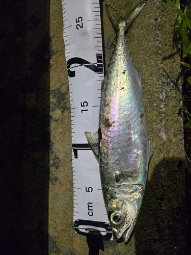 石巻湾