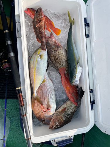 オオモンハタの釣果