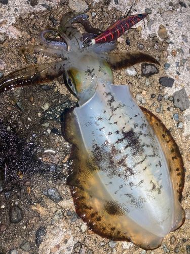 アオリイカの釣果