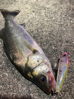 セイゴ（マルスズキ）の釣果