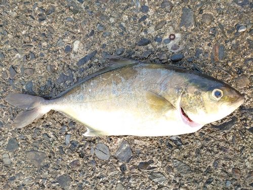 ネイリの釣果