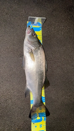 ヒラスズキの釣果