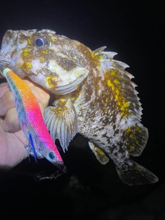 ハチガラの釣果