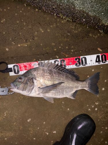 チヌの釣果
