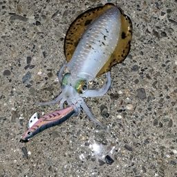 アオリイカ
