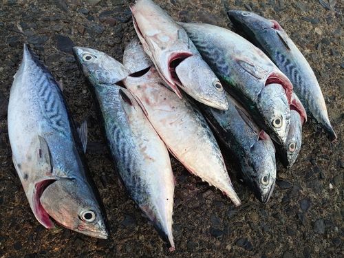 スマガツオの釣果
