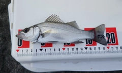 セイゴ（ヒラスズキ）の釣果