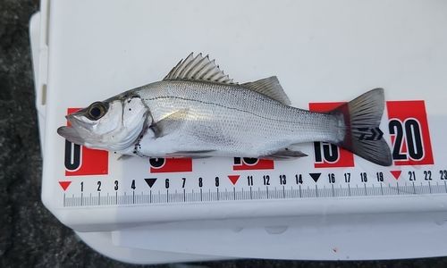 セイゴ（ヒラスズキ）の釣果