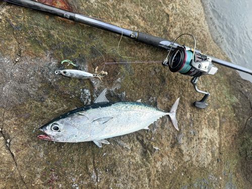 ソウダガツオの釣果