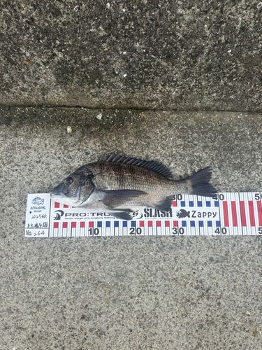 雑賀崎漁港