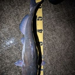 アメリカナマズ