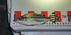 コトヒキの釣果