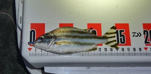 コトヒキの釣果