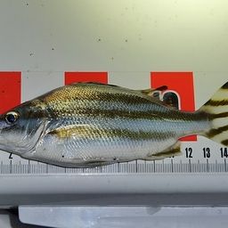 コトヒキ