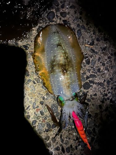 アオリイカの釣果