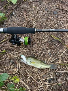 ラージマウスバスの釣果