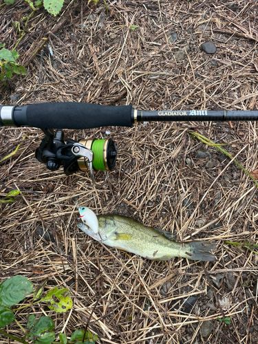 ラージマウスバスの釣果