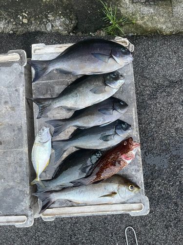オナガグレの釣果