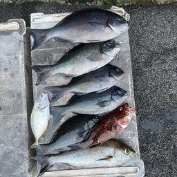 オナガグレ