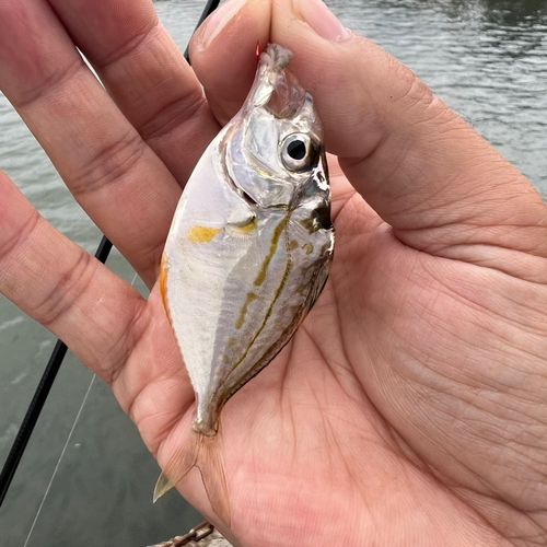 伊勢湾湾奥