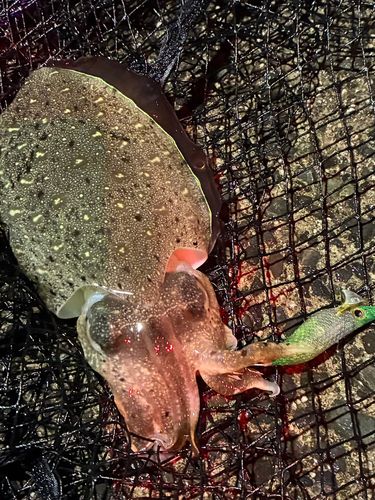 コウイカの釣果