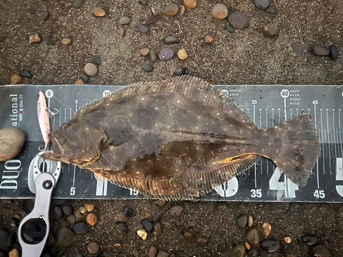 ヒラメの釣果