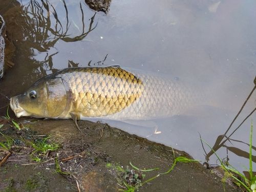 コイの釣果