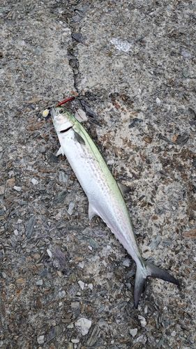 サゴシの釣果