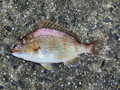 常滑りんくう釣り護岸