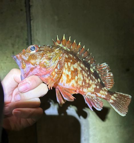 金沢水際線緑地（福浦岸壁）