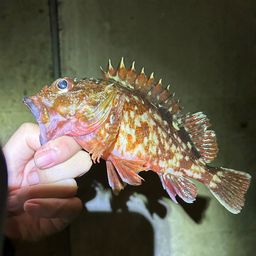 カサゴ