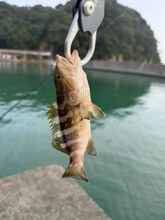 クエの釣果