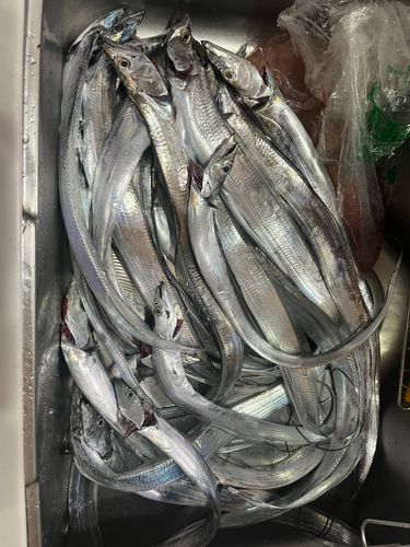 タチウオの釣果