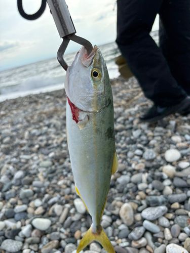 ツバイソの釣果