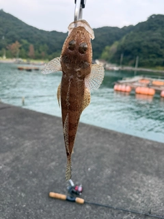 マゴチの釣果